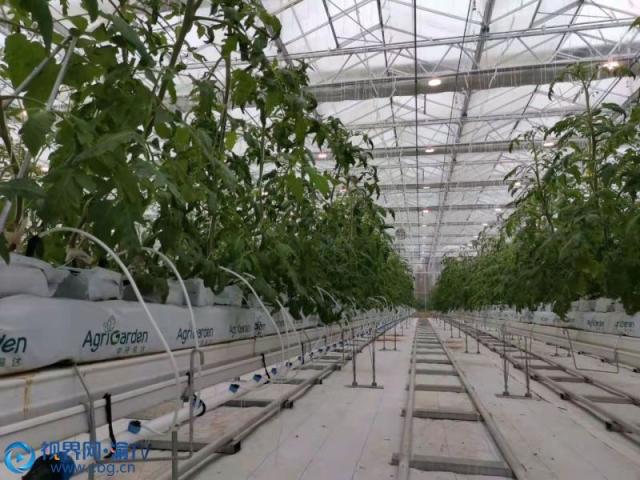 重慶梁平區(qū) 智慧農(nóng)業(yè)賦能，番茄種植邁入工廠化新時(shí)代